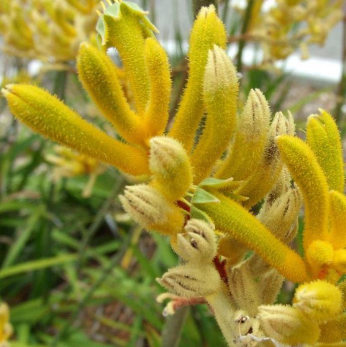 Anigozanthos flavidus - Pata de Canguru Rosa Amarela Laranja, Kangaroo Paw