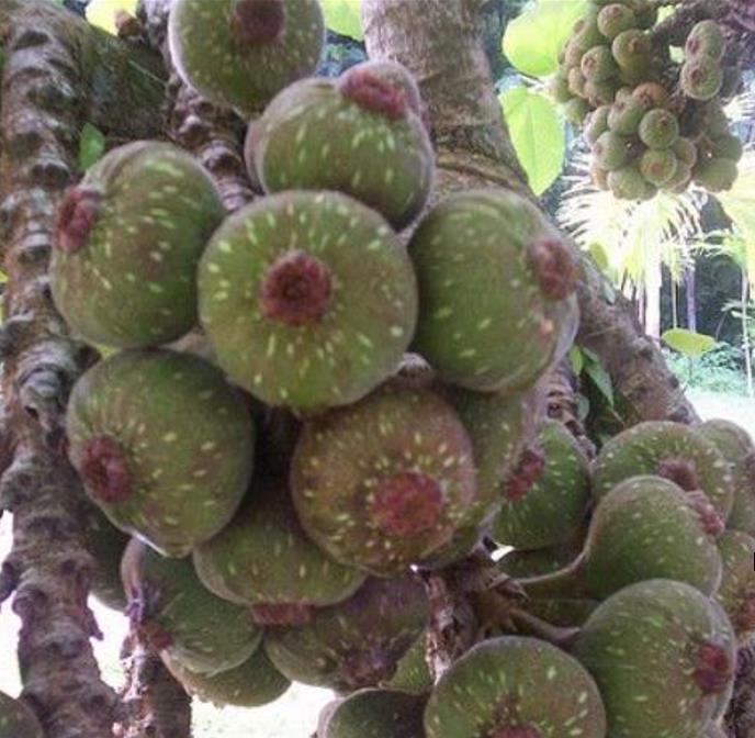 Ficus auriculata - Figueira de Jardim, Figueira vermelha