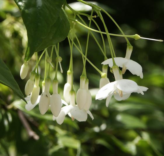 Wrightia religiosa (Echites religiosus) - Budista sagrado, Jasmim de água, Flor sagrada