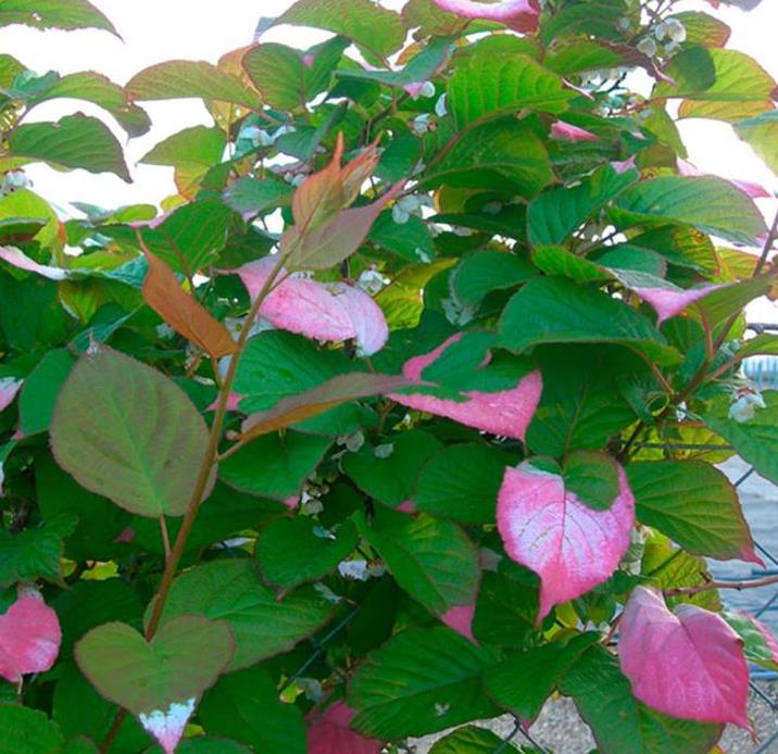 Actinidia kolomikta - Kiwi Uva, Trepadeira Mini Kiwi, Kiwi Grape, Kiwi Berry, Kiwi Ornamental