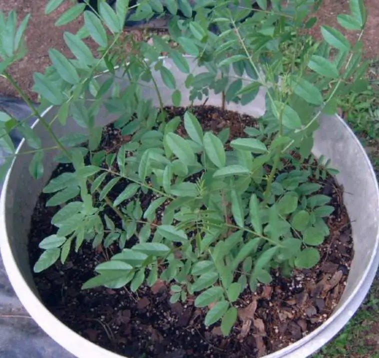 Glycyrrhiza glabra - Alcaçuz, Liquorice, Licorice, Raiz doce, Regaliz