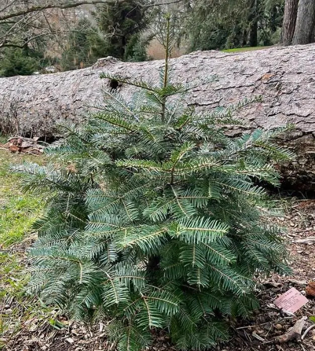 Abies grandis Inland (Picea Grandis, Pinus Grandis) - Abeto Gigante, Pinheiro gigante, Abeto Branco de Planície, Abeto d