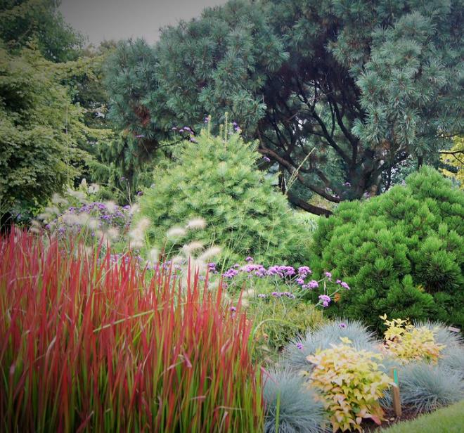 Imperata cylindrica 'Red Baron' - Grama Sangue Japonês, Japanese Bloodgrass