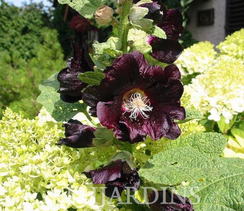 Alcea Rosea Jet Black - Malva Negra, Jet Black, Black Hollyhock