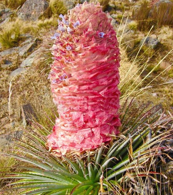 Puya weberiana - Bromélia Lanterna do Deserto, Bromélia Princesa Carmim, Bromélia Princesa Rosa