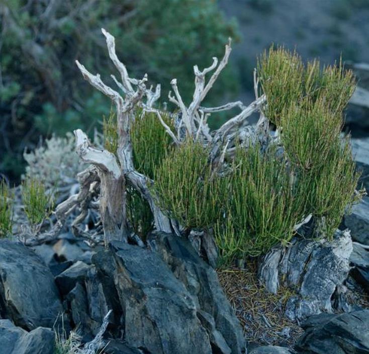 Ephedra viridis - Chá Mórmon Verde, Chá Brigham, Ephedra Verde, Mountain Jointfir