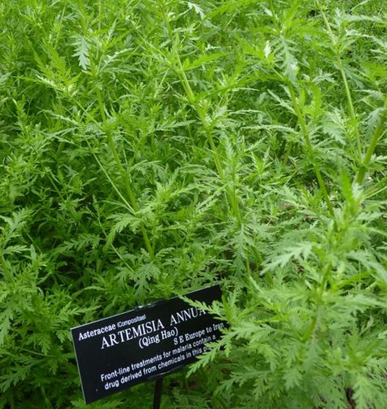 Artemisia annua - Artemisia Doce, Artemisia Antimalárica, Erva Mágica, Chinese Wormwood, Qing Hao
