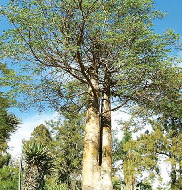 Delonix decaryi - Flamboyant Garrafa, Decary's Poinciana, Poinciana adansonioides Decaryi