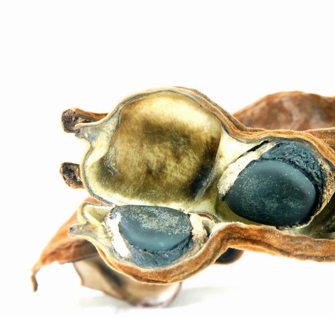 Mucuna macrocarpa - Trepadeira Jade Bicolor, Trepadeira Jade Negra