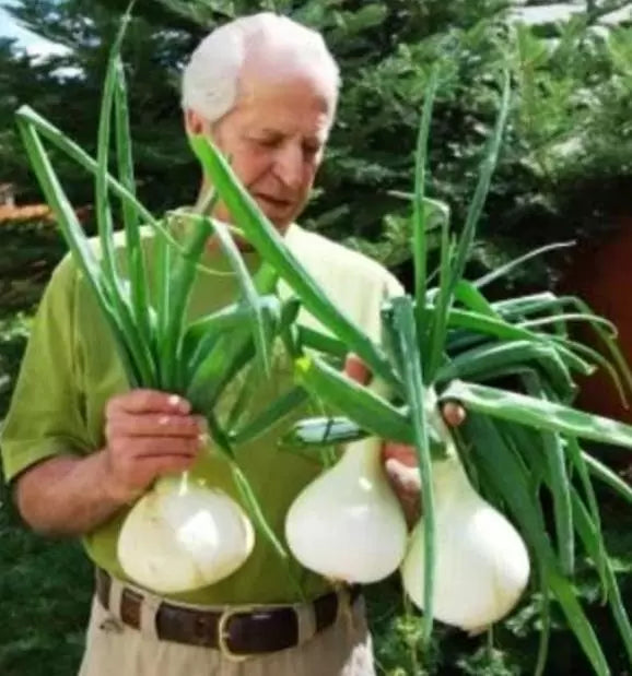 Allium cepa Exibicion Onion (C.O) - Cebola Gigante, Cebola Guinness, Cebola Outback