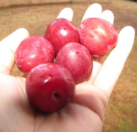 Prunus Cerasifera Cv. Red Cherry - Cerejeira, Cereja-ameixa, Cherry Plum