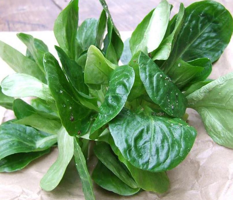 Valerianella Locusta - Coquille De Louviers - Alface De Cordeiro, Alface-da-terra, Alface-de-coelho, Canónigo