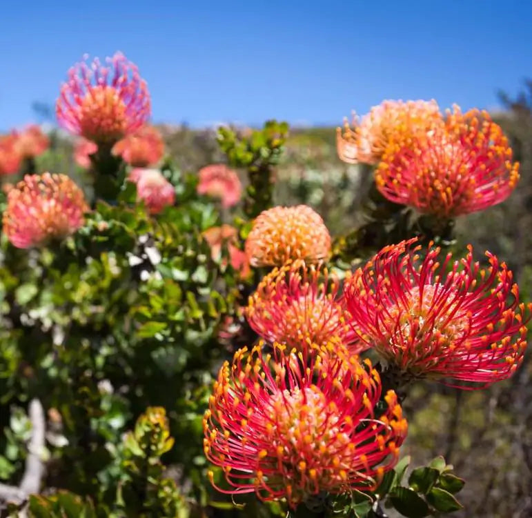 Leucospermum cordifolium - Protea Alfineteiro Ornamental, Almofada de Alfinetes, Pincushion