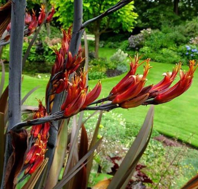 Phormium tenax Purpureum - Linho roxo-avermelhado da Nova Zelândia, Fórmio roxo da Nova Zelândia