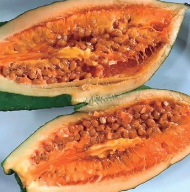 Jacaratia mexicana 'Maroon' - Nome comum: Jacaratia Mexicana, Mamão Papaya Mexicano, Jacarácia, Mamão B