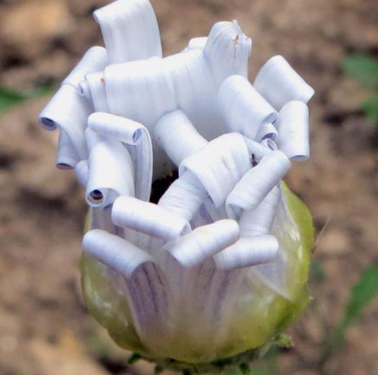 Arctotis grandis - Margarida Africana de Olhos Azuis, Blue Eyed Daisy, Margarida Africana Grandis