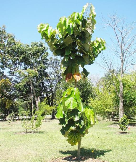 Pterospermum acerifolium - Árvore de karnikara, Árvore Bayur, Dinner Plate Tree