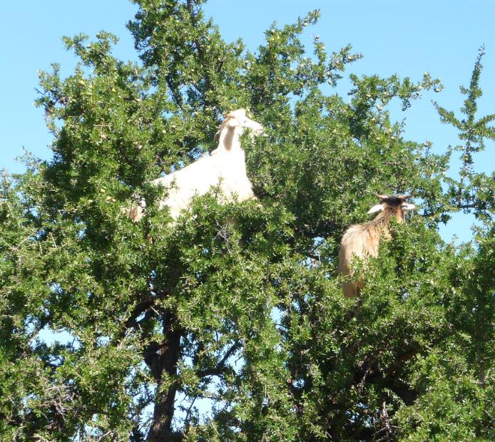 Argania spinosa - Árvore Argan, Ouro Marroquino, Árvore da Vida