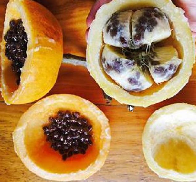 Vasconcellea palandensis (Carica palandensis) - Mamão Papaya de Palanda, Papaillo, Palanda Papaya