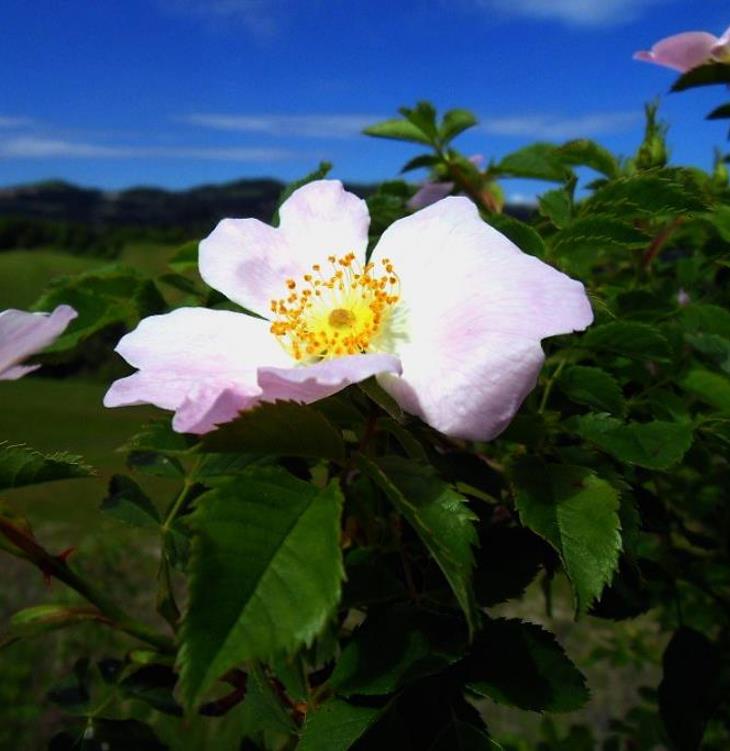 Rosa canina -  Trepadeira Rosa Mosqueta Canina, Rosa selvagem, Rosa silvestre, Rosa canina
