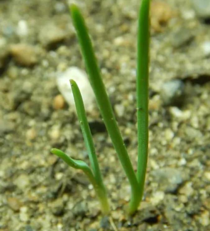 Ephedra equisetina - Chá Mórmon Equisetina, Éfedra, Ma Huang, Bluestem Joint Fir