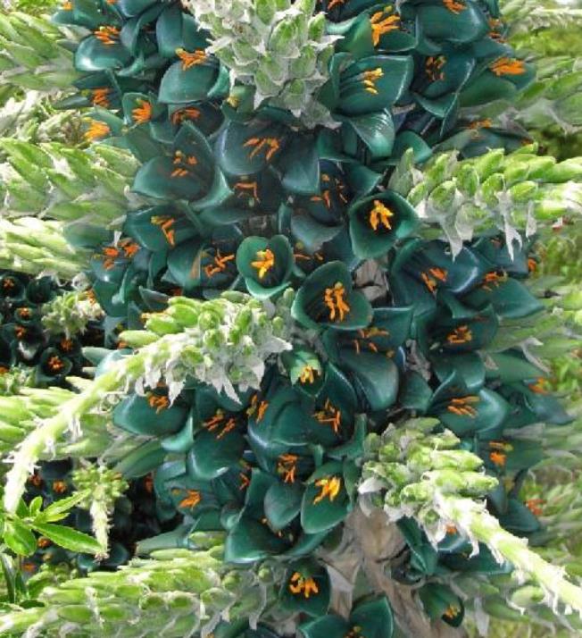 Puya berteroniana (Puya alpestris ssp. zoellneri) - Bromélia Azul Turquesa
