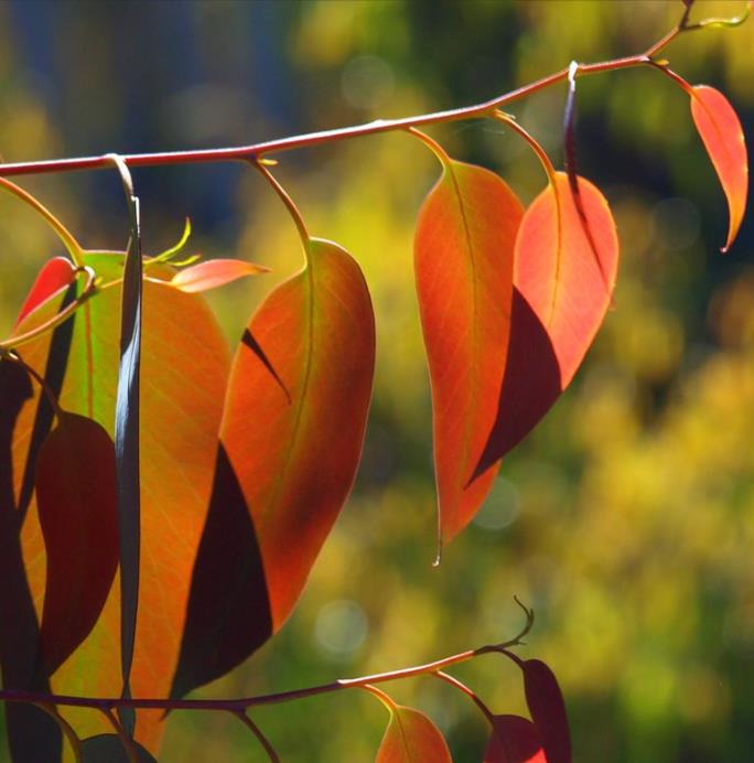 Eucalyptus delegatensis - Eucalipto Gigante, Eucalipto Carvalho da Tasmânia, Eucalipto Goma-Top Madeira Fo