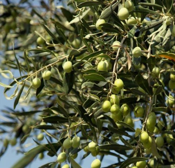 Olea europaea L. var. europaea - Oliveira, Azeitona, Oliveira Selvagem
