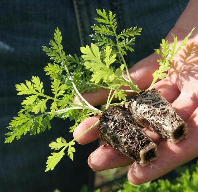Artemisia annua - Artemisia Doce, Artemisia Antimalárica, Erva Mágica, Chinese Wormwood, Qing Hao
