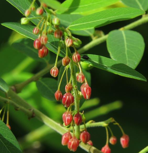 Phyllanthus reticulatus (Kirganelia reticulata) - Groselha da África, Planta da Batata Assada, Arbusto Batata Assada, Ro
