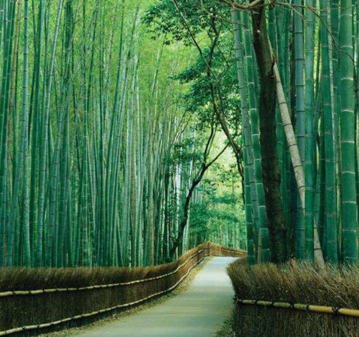 Bambusa bambos (Bambusa arundinacea) - Bambu Indiano, Bambu Gigante, Giant Thorny Bamboo