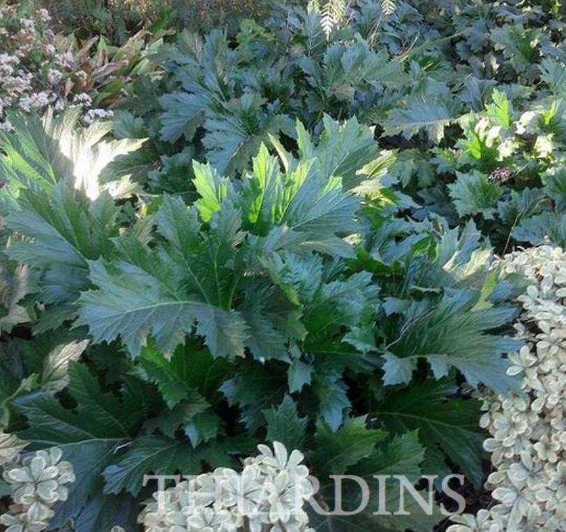 Acanthus mollis - Acanto, Acanto Manso, Erva-Gigante, Pé-de-Urso