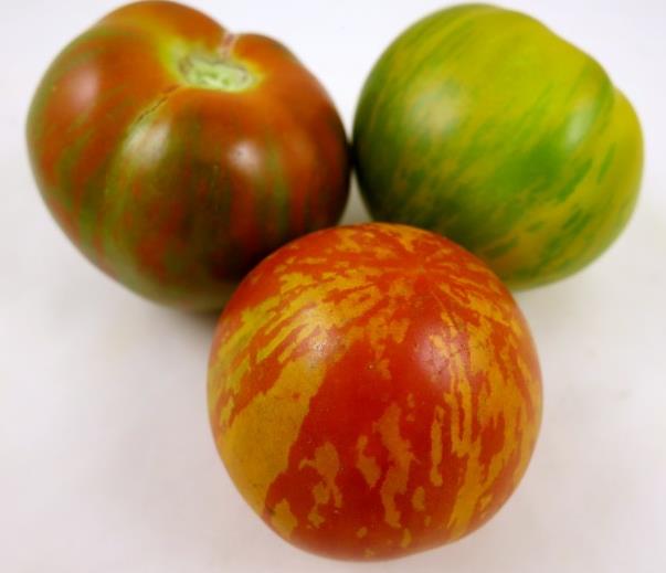 Solanum lycopersicon Tigerella Improved - Tomate Tigrado, Tomate Tigerella