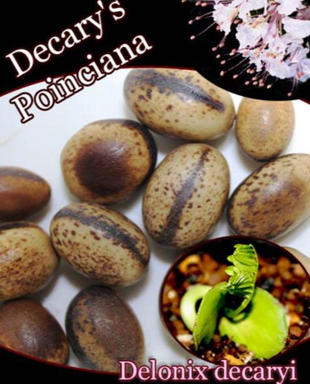 Delonix decaryi - Flamboyant Garrafa, Decary's Poinciana, Poinciana adansonioides Decaryi