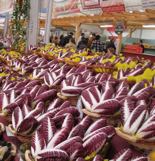 Cichorium Intybus Rossa Di Treviso - Endívia Italiana Roxa, Chicória Roxa De Treviso, Radicchio