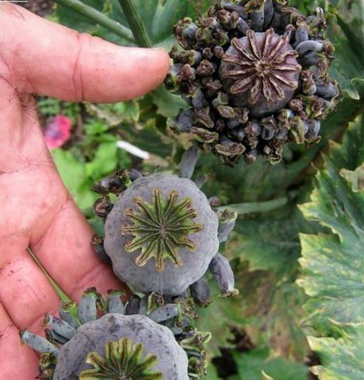 Papaver somniferum Hen and Chickens - Papoula Galinhas e Pintinhos, Beadseed poppy, Bread seed poppy