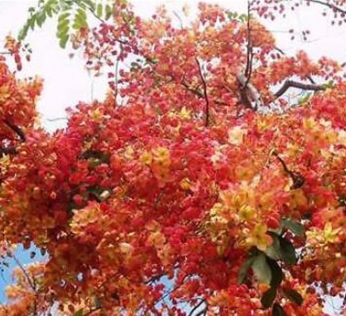 Cassia roxburghii (Cassia marginata) - Cassia vermelha, Árvore chuveiro vermelho, Árvore de Chuva Arco-Íris, Senna do C