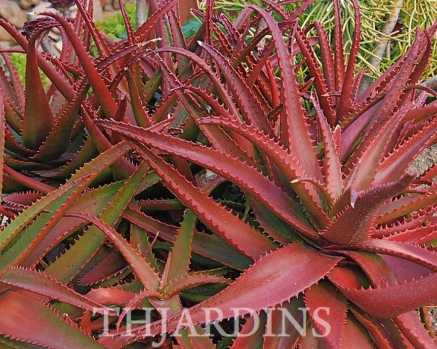 Aloe cameronii var. Vermelho - Aloe vermelha