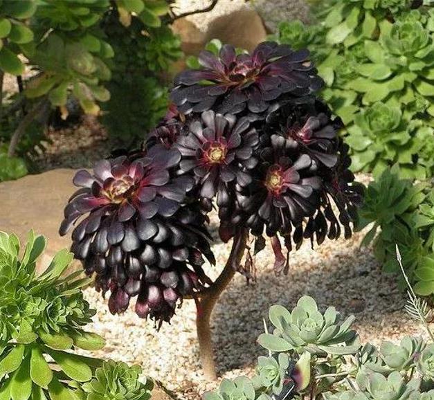Aeonium arboreum Atropurpureum 'Zwartkop' - Rosa Negra, Aeonium Negro Arbóreo, Rosa Negra de Pedras