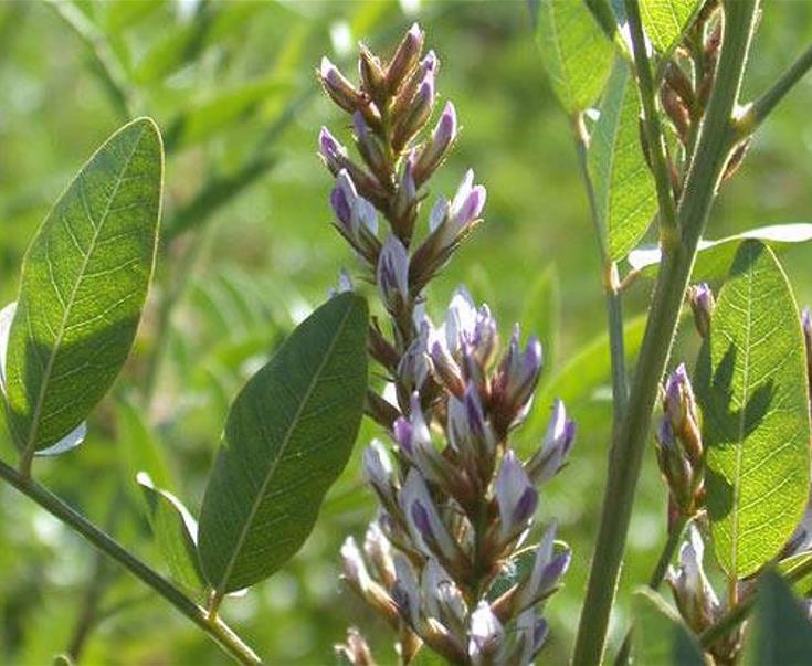 Glycyrrhiza glabra - Alcaçuz, Liquorice, Licorice, Raiz doce, Regaliz