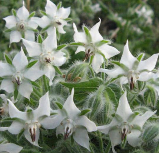 Borago Officinalis Alba - Borragem, Flor Da Alegria, Borage Floração Branco