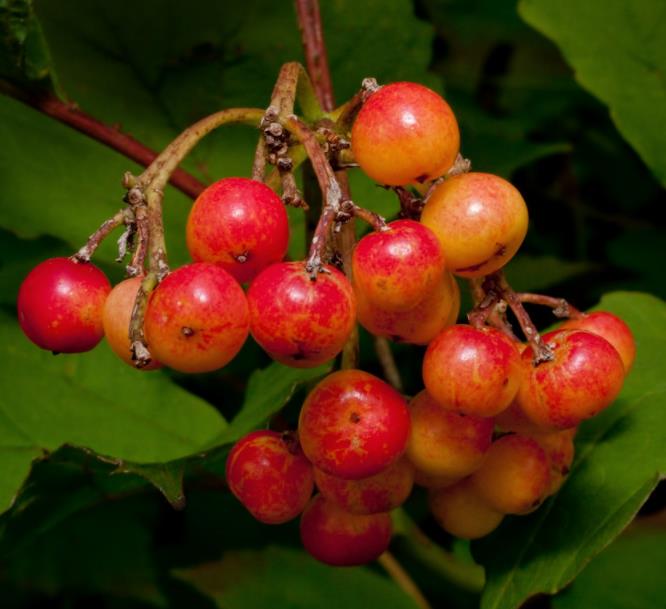 Viburnum trilobum - Cereja americana, Cranberry, Cramberry