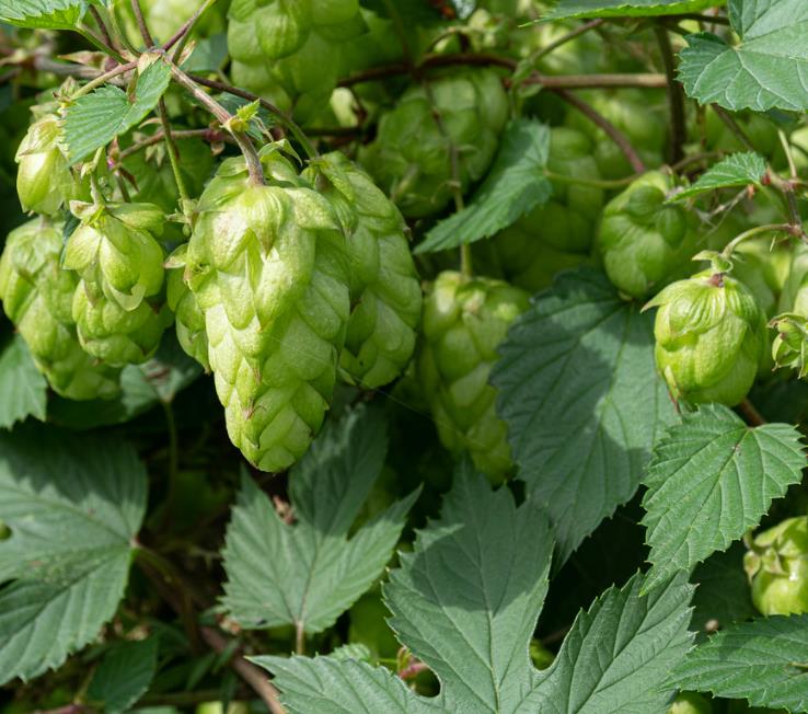 Humulus lupulus - Lúpulo