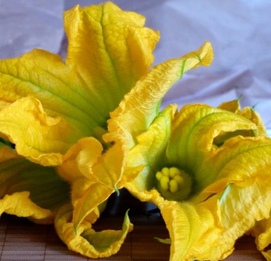 Cucurbita Pepo De Nice (Certificação Orgânica) - Abobrinha Redonda Francesa, Abobrina De Nice, Guloseima Recheada