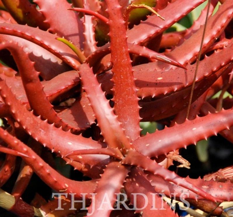 Aloe cameronii var. Vermelho - Aloe vermelha
