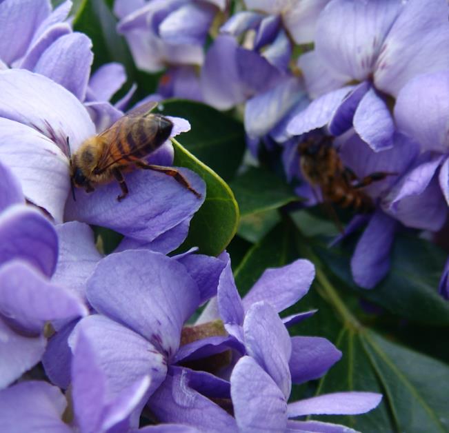 Sophora secundifloa -  Mescalbean, Louro da montanha do Texas, Feijão Mescal, Flor Glicínia do Texas