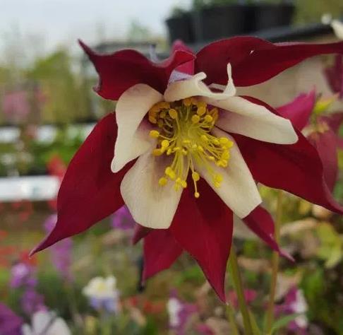 Aquilegia vulgaris Woodside variegata - Aquilegia Variegata, Rosa Columbina Variegata
