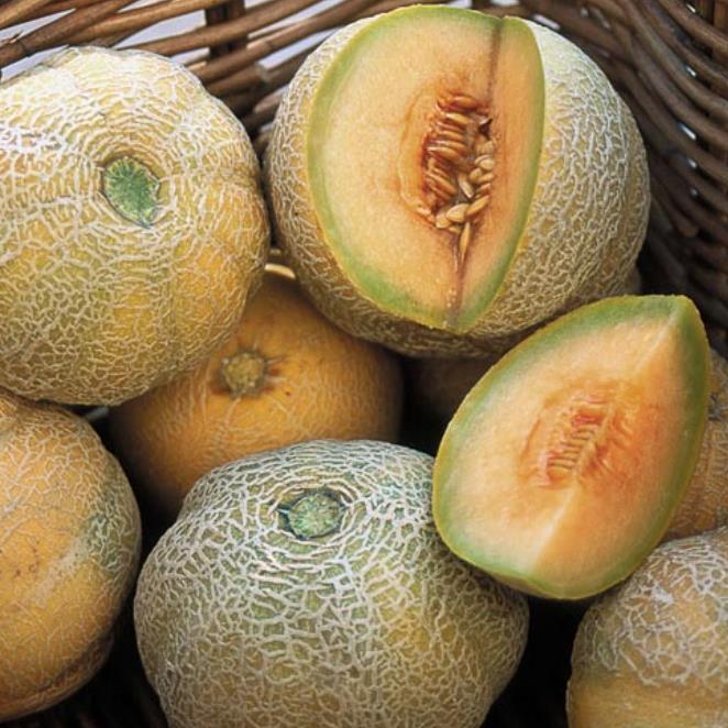 Cucumis melo Minnesota Midget (Certificação Orgânica) - Melão de Minnesota, Melâo Mel Individual de Minnesota