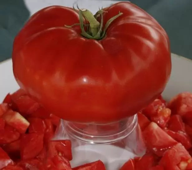 Solanum lycopersicon Gigante Liscio (Nova seleção com Certificação Orgânica) - Tomate Gigante Liscio (Nova Seleção)