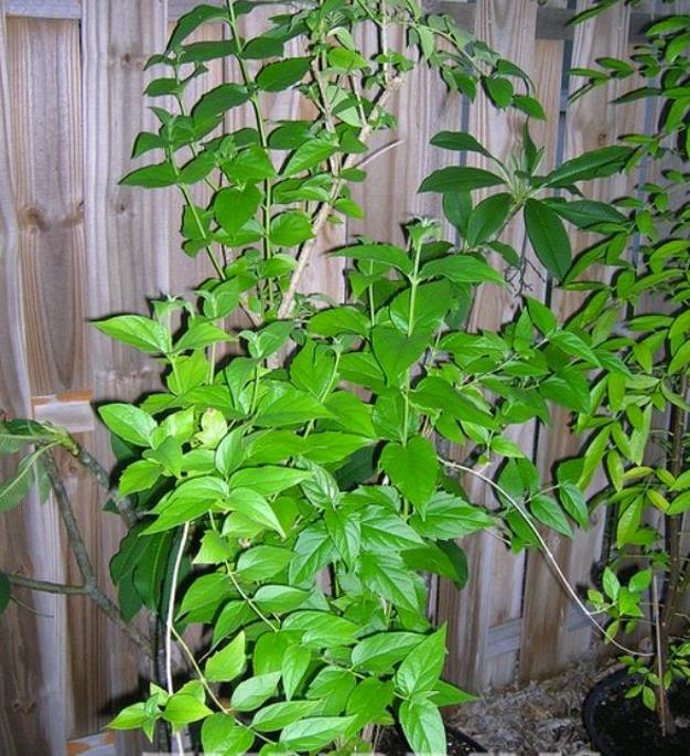 Nyctanthes arbor-Tristis - Jasmim da Noite, Árvore da Tristeza, Parijat